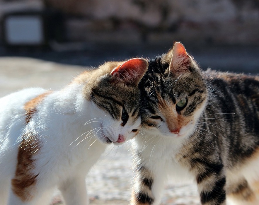 Site para adoção virtual de gatinhos é lançado no Amazonas 