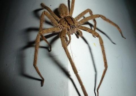 Vizinho chama polícia após ouvir ameaças de morte contra aranha