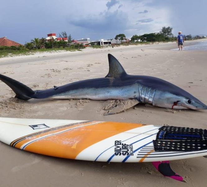 Tubarão-azul de 2 metros encalha e morre na praia no Paraná 