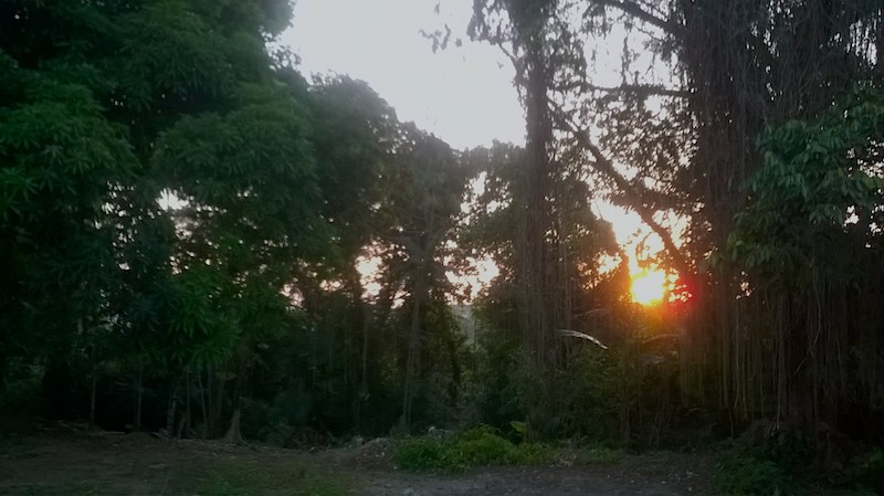 Governo federal inclui três florestas do Amazonas no plano de concessão