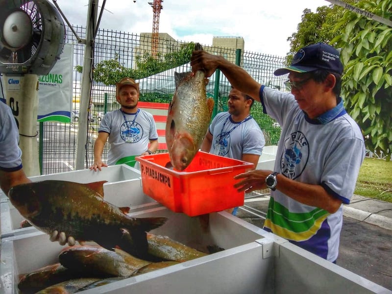 Peixe no Prato tem nova edição no dia 29 em Manaus