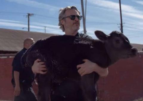 Joaquin Phoenix resgata bezerra e vaca de abatedouro após o Oscar