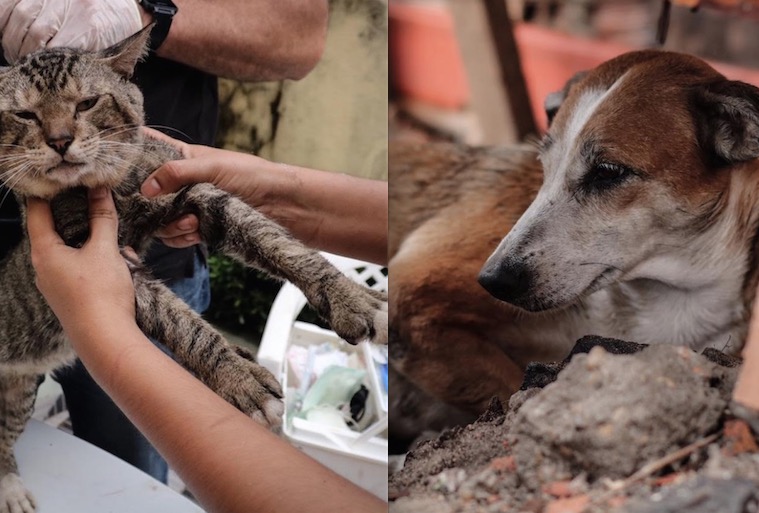 Vítimas de incêndios, animais recebem atendimento veterinário em Manaus 