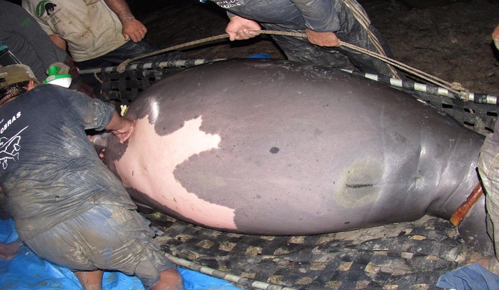 Pela primeira vez, peixe-boi engravida após retorno à natureza no Amazonas