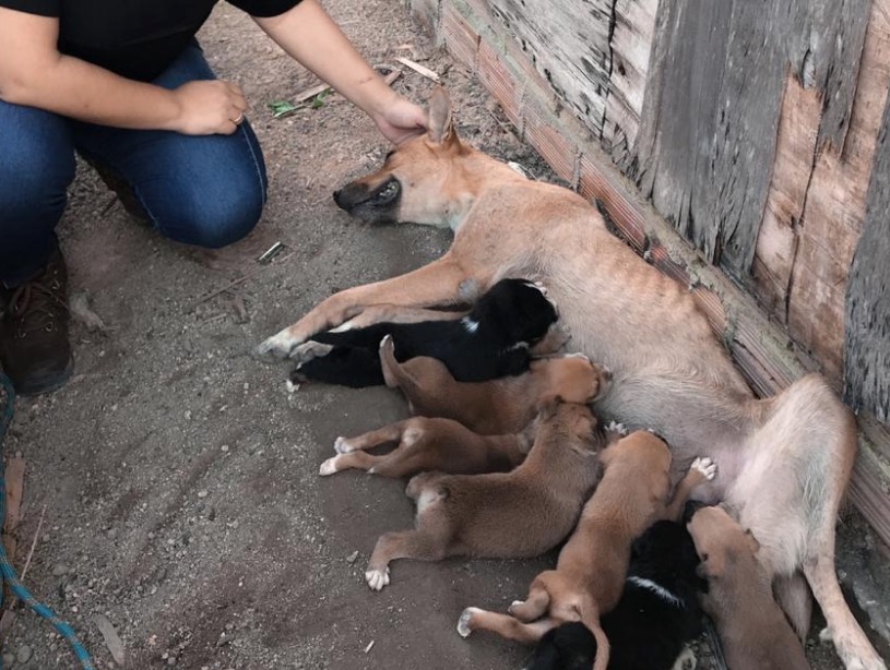 Animais abandonados durante desocupação do Monte Horebe são resgatados 