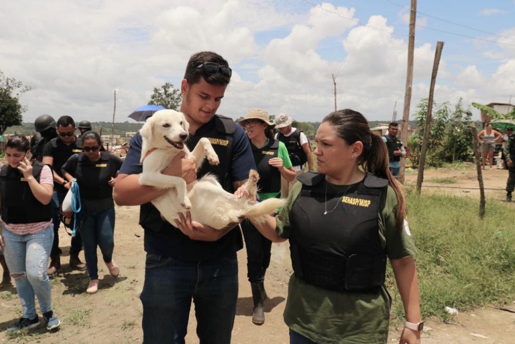 Animais resgatados do Monte Horebe precisam de lar temporário ou adoção