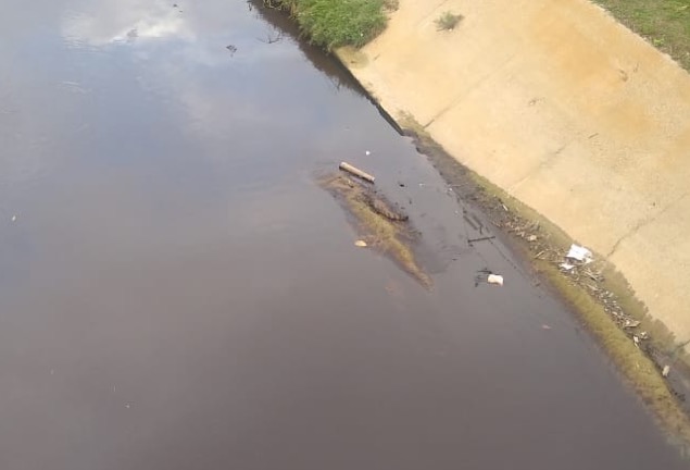 Jacaré é flagrado 'passeando' às margens de igarapé em avenida movimentada de Manaus