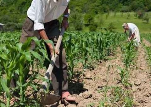 Produtor rural pede e Justiça nega benefício previdenciário do INSS