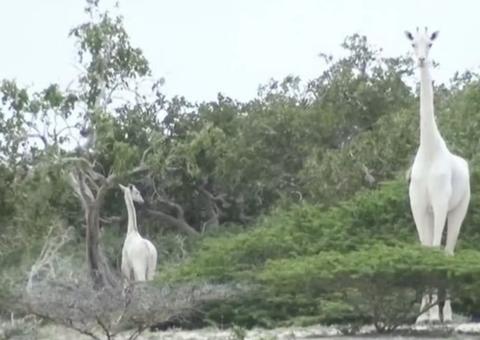 Duas girafas brancas são mortas por caçadores; extremamente raras 