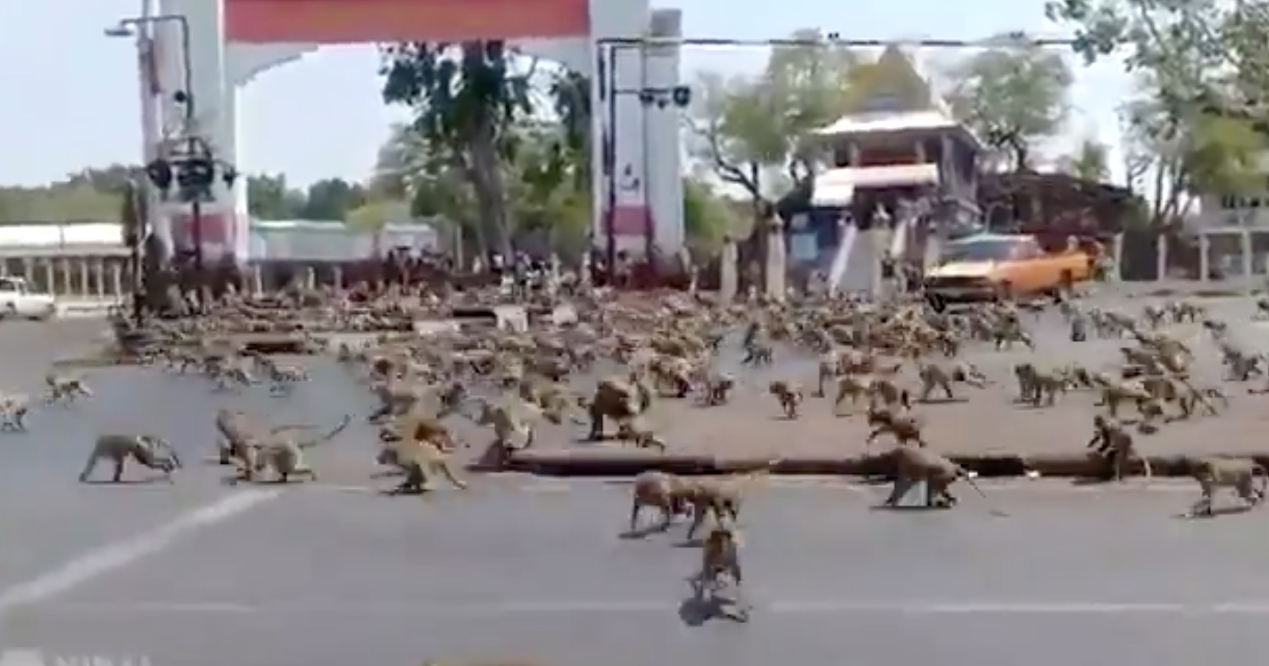 Vídeo: Coronavírus faz centenas de macacos brigarem por comida na Tailândia; entenda