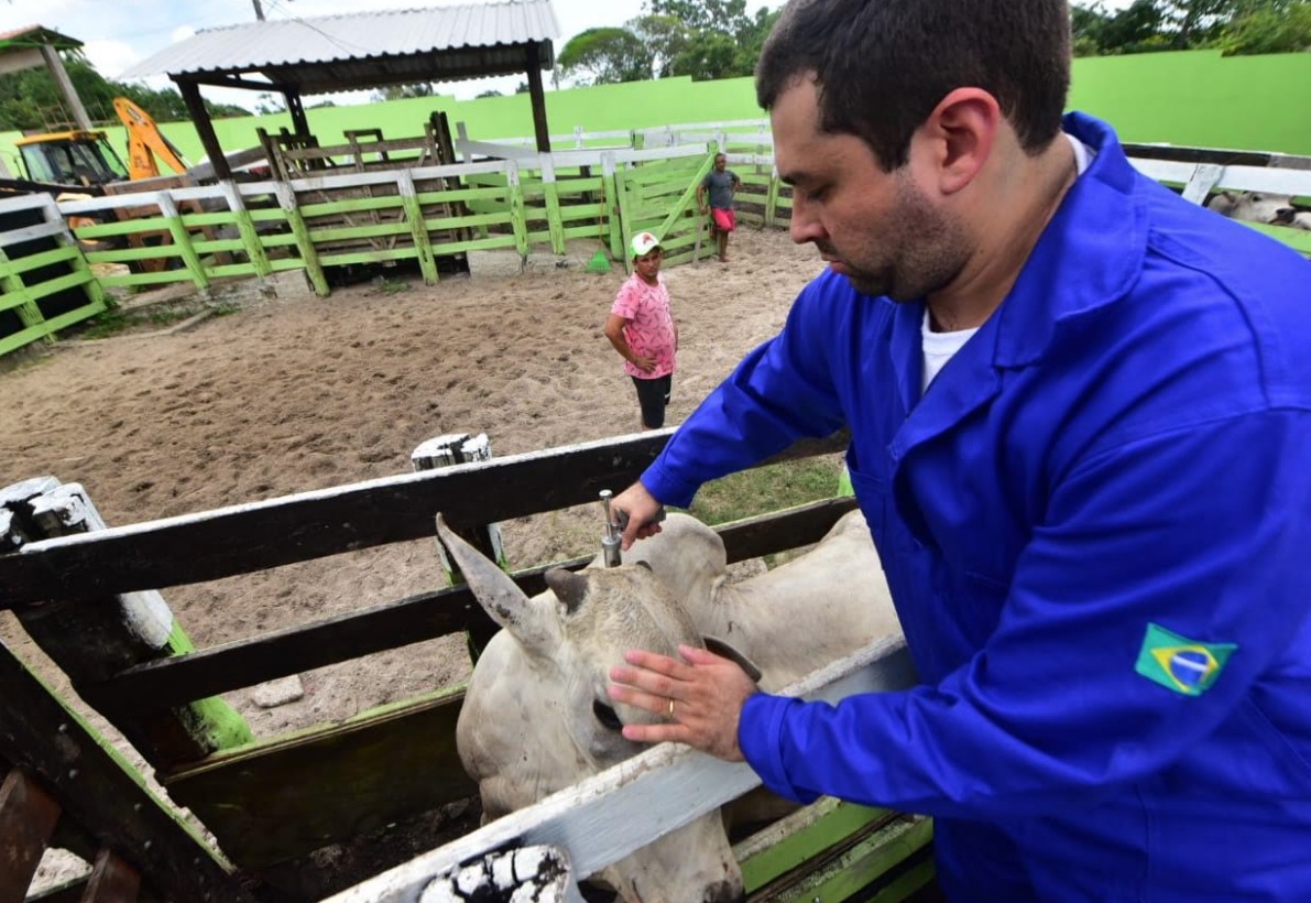 Campanha de vacinação contra febre aftosa no Amazonas inicia na próxima semana 