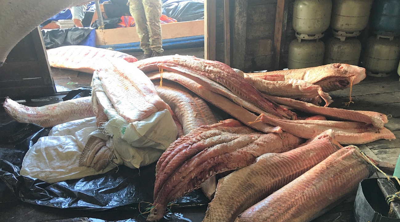 Polícia Federal prende dupla com 2.500 kg de pirarucu ilegal no Amazonas 