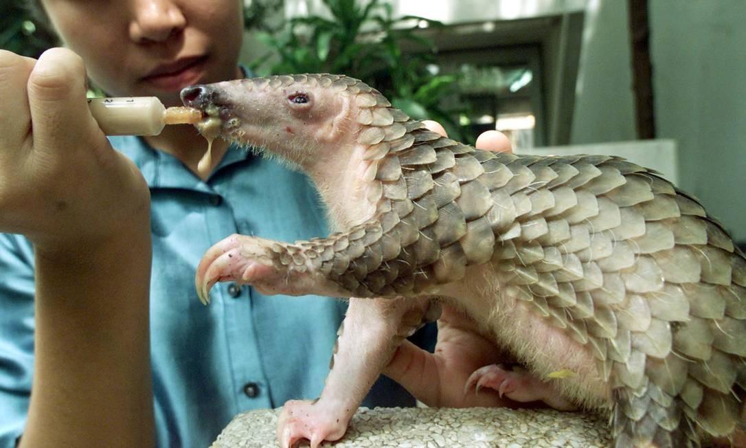 Pangolim pode ser elo perdido entre coronavírus e seres humanos, diz nova pesquisa