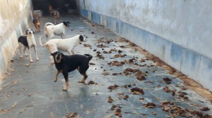 Cachorros urinando sangue e cães mortos em freezer são encontrados em casa de ex-presidente de ONG