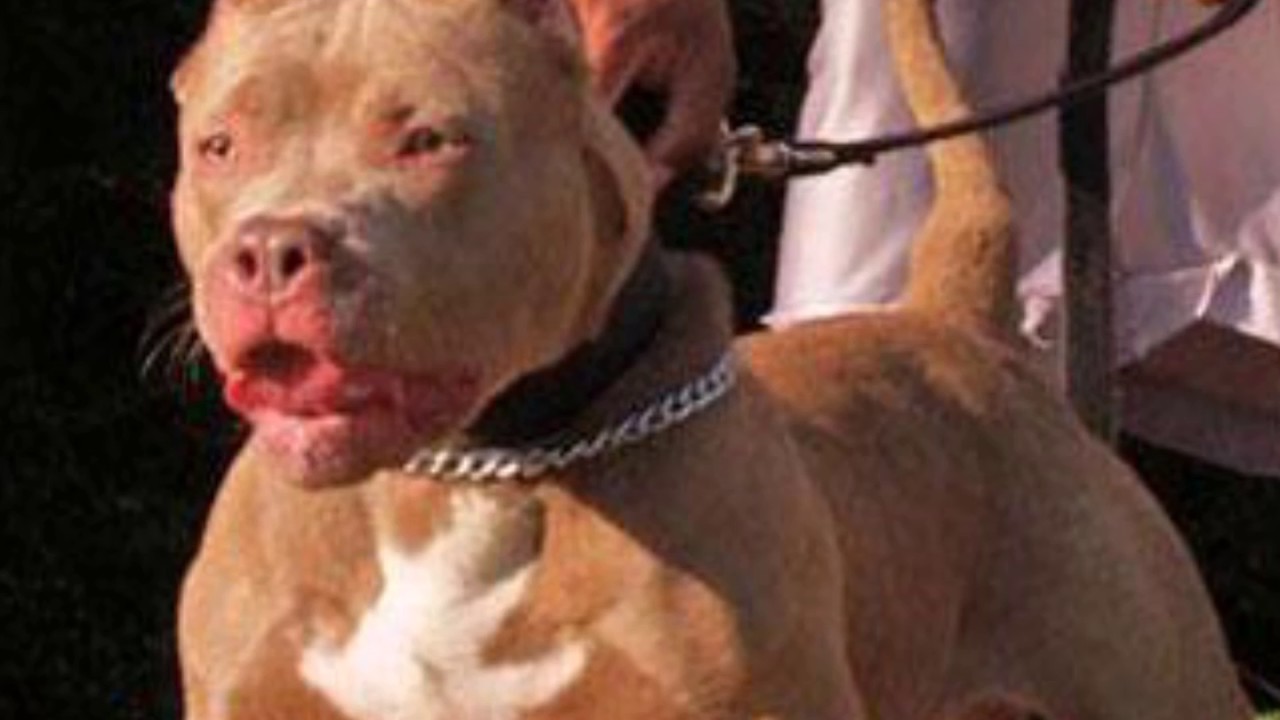 Homem tenta assaltar casa e é atacado por pitbull