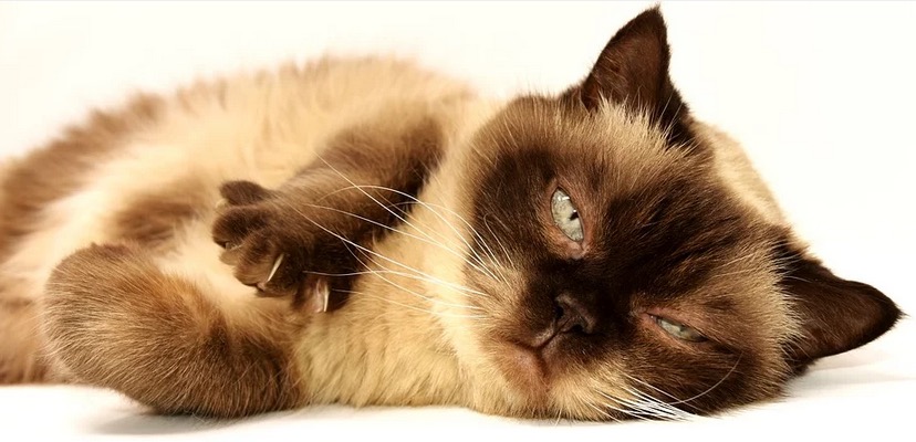 Autoridades divulgam primeiro caso de Covid-19 em gato