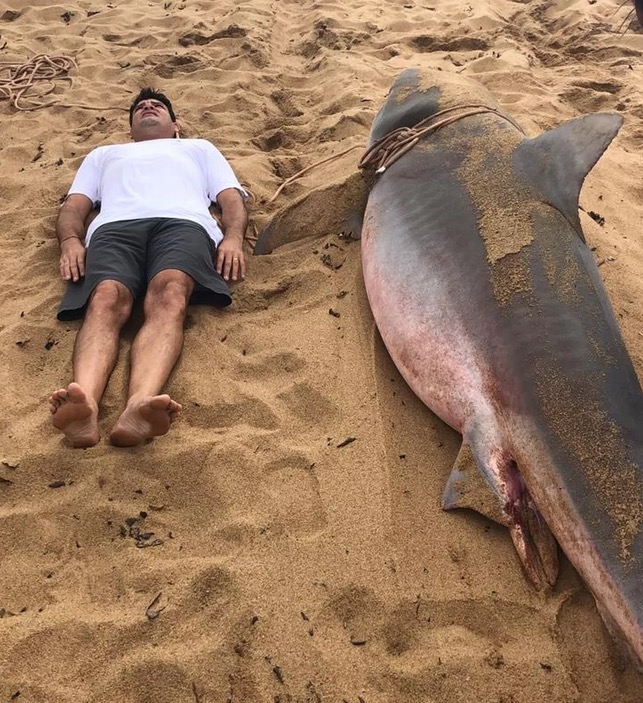 Tubarão-tigre de meia tonelada fica preso em rede de pescador