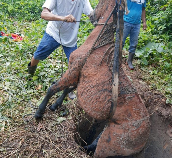 Bombeiros resgatam cavalo que caiu dentro de poço no Amazonas