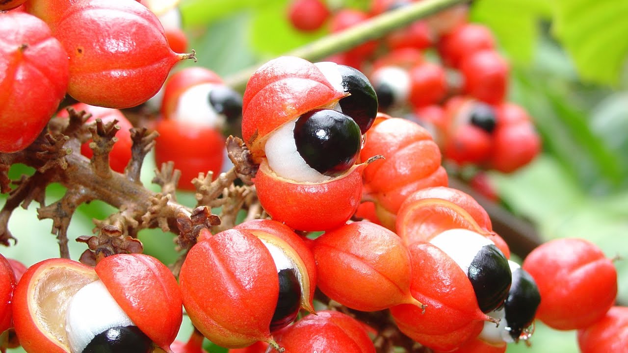 Benefícios e efeitos colaterais do guaraná