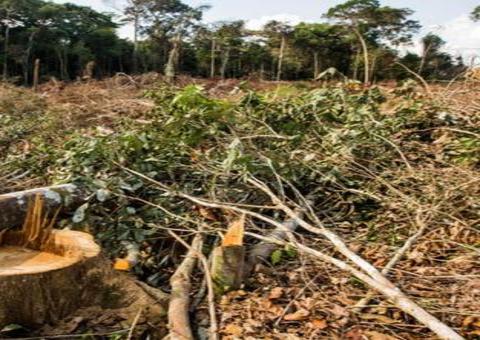 Força-tarefa pede ações na Amazônia contra riscos de devastação e de Covid-19