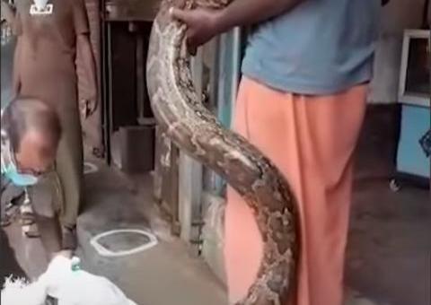 Funcionários encontram cobra gigante com 22 ovos em joalheria