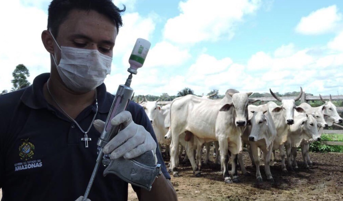 Após passar em 41 municípios, ‘Amazonas sem Febre Aftosa’ encerra na próxima sexta