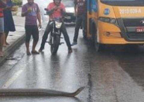 Cobra gigante é flagrada atravessando avenida durante chuva em Manaus; vídeo