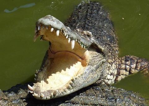 Crocodilos gigantes travam luta épica por território; veja vídeo