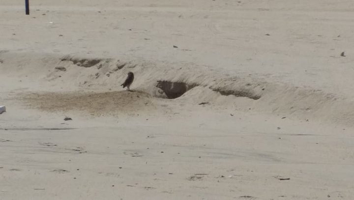 Corujas fazem ninho na praia da Ponta Negra em Manaus
