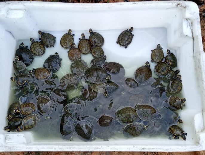 Monitores ambientais realizam soltura de quase 400 quelônios no Amazonas