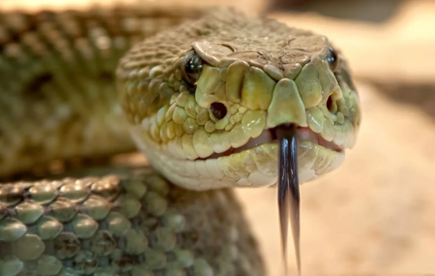 Homem é acusado de matar esposa com cobra enquanto ela dormia