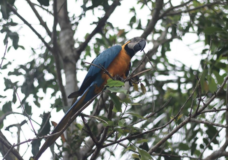 FAS realiza atividades virtuais na Semana do Meio Ambiente; Veja programação