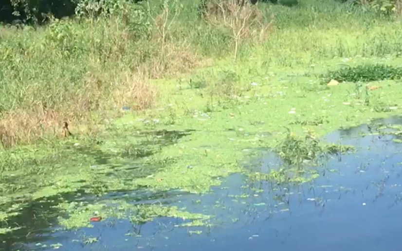 Vídeo: Mulher entra em igarapé e resgata cadáver em putrefação em Manaus