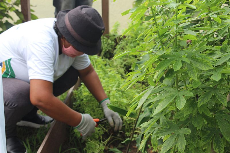 Centro de convivência instala horta e famílias fazem economia em Manaus