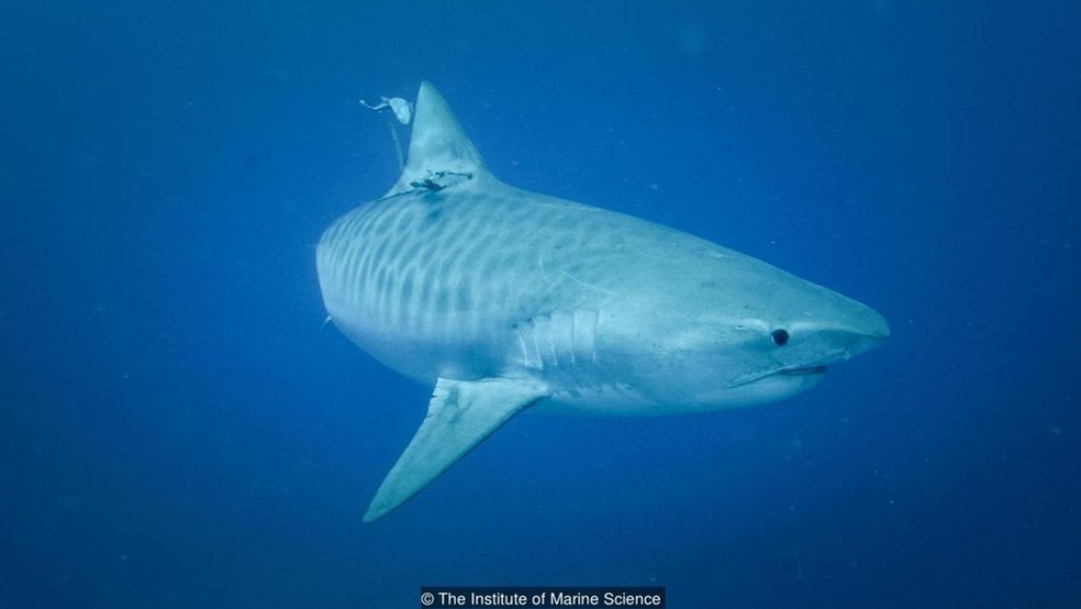 Surfista morre ao ter perna dilacerada por tubarão de três metros