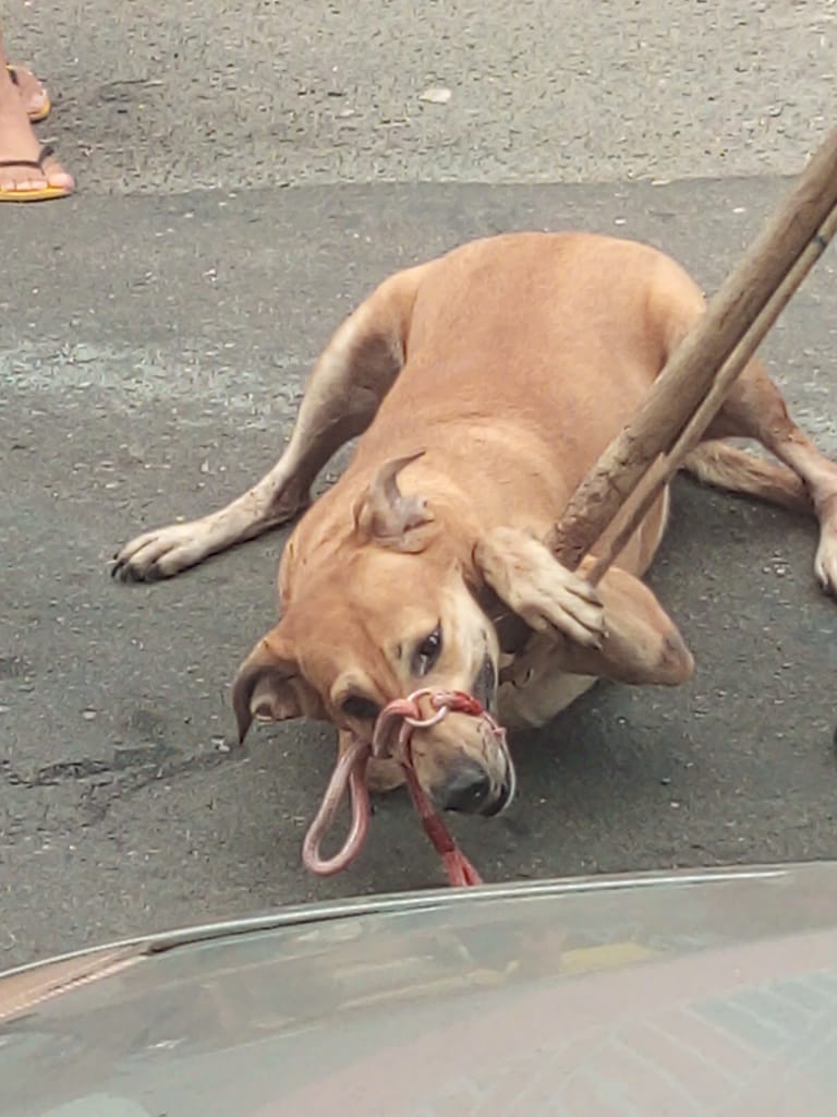 Cachorro mata filho que espancava mãe idosa