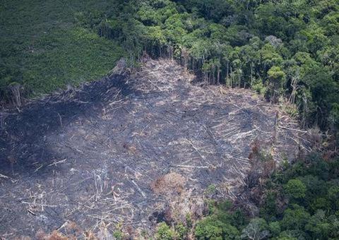 Mais de 10 mil km² foram desmatados na Amazônia entre 2018 e 2019, aponta Inpe