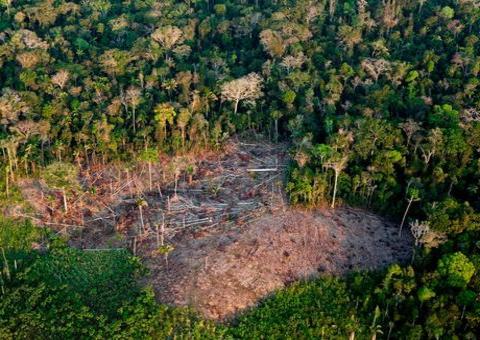Amazonas não deve autorizar atividades econômicas em áreas ameaçadas de desmatamento