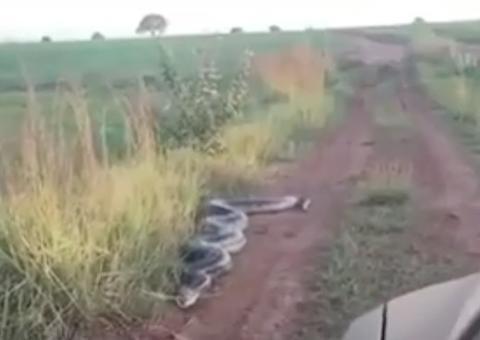 Vídeo: Cobra gigante ‘ataca’ carro em ramal e assusta motorista