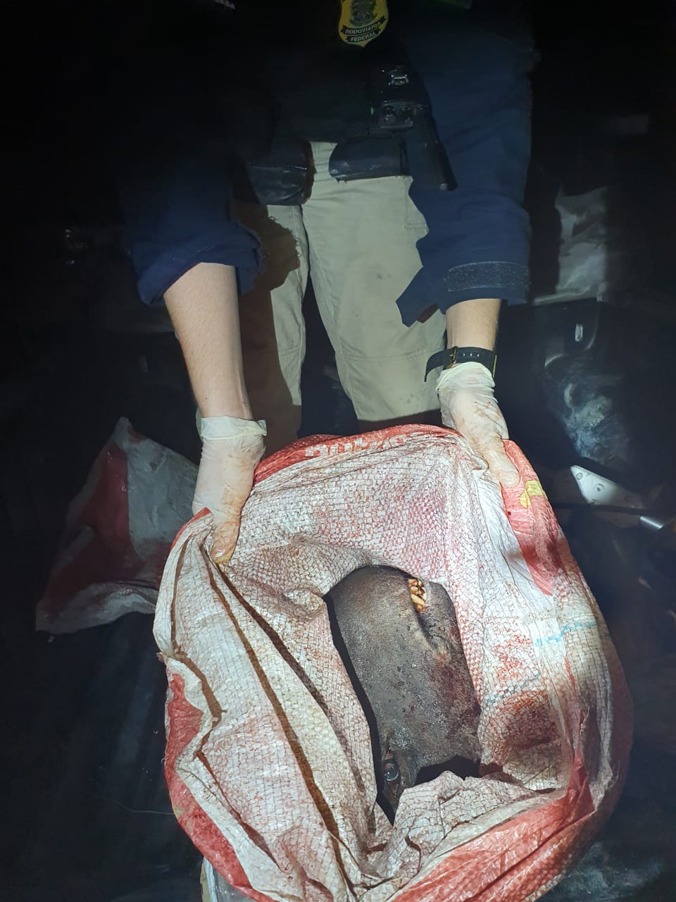 Grupo é preso com carne de animais silvestres e cabeça de anta na BR-174 