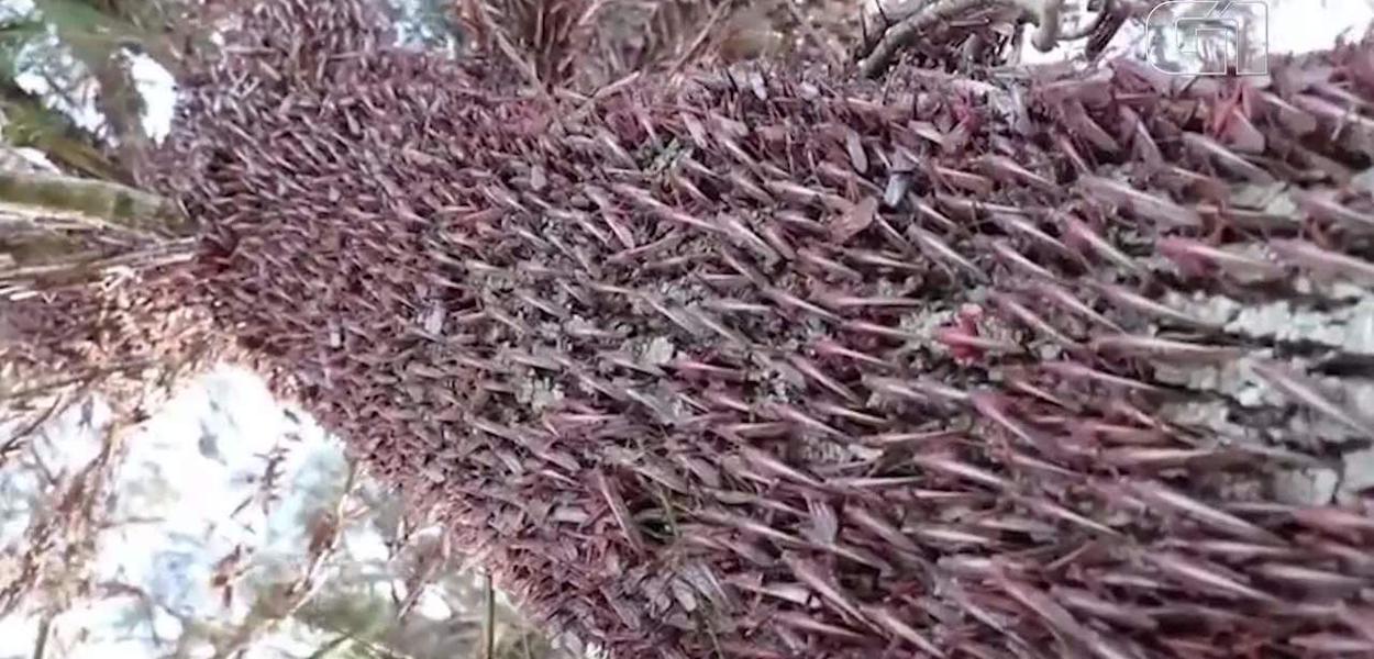 Gafanhotos fazem Ministério da Agricultura declarar estado de emergência fitossanitária