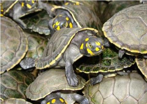 Cerca de 200 quelônios apreendidos na estrada de Novo Airão