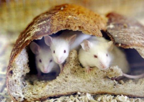 Nave russa leva ratos, lagartos e caracóis ao espaço