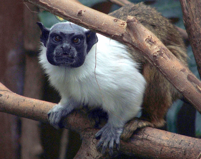  Campanha em favor do Sauim-de-Coleira será lançada nesta terça-feira