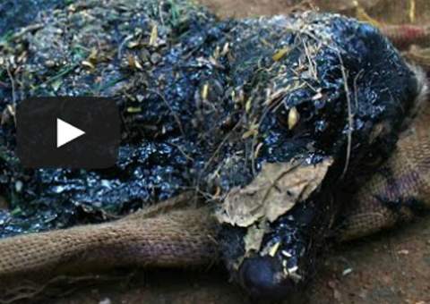  Cachorrinho cai em poço de piche quente e é resgatado por voluntários