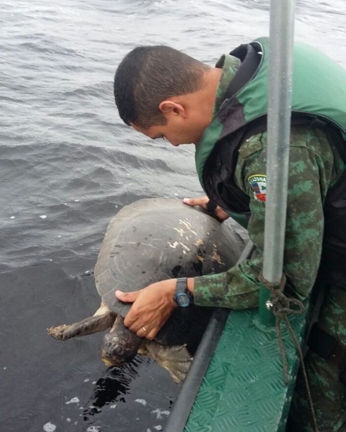 Tartarugas apreendidas pela polícia ambiental são devolvidas ao rio