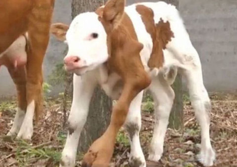Vaquinha nasce com seis patas na China