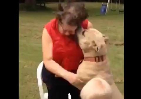  Pitbull ataca vovó durante desafio do balde de gelo