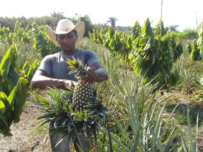 Careiro da Várzea tem produção de abacaxi orgânico