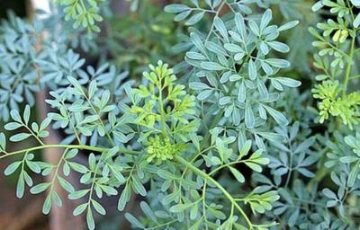 Resultado de imagem para IMAGENS ARRUDA